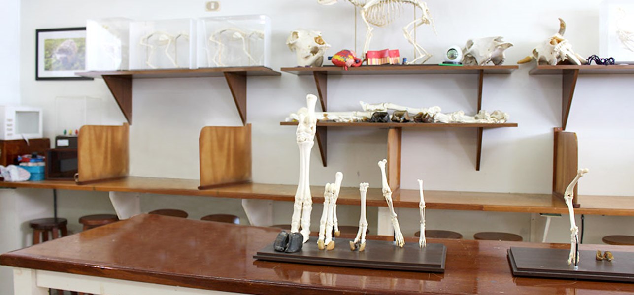 Laboratorio de Médico Veterinario Zootecnista